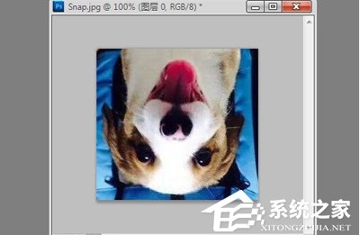 ps怎么旋轉(zhuǎn)圖片？Photoshop旋轉(zhuǎn)圖片教程