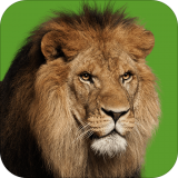 動物紀錄片APP
