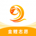 金鯉志愿升級版